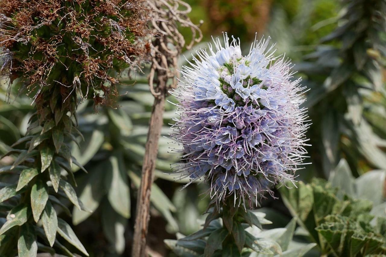 Machico Nature Dış mekan fotoğraf